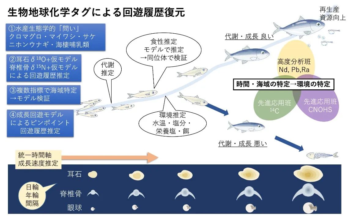 生物地球化学タグによる回遊履歴復元